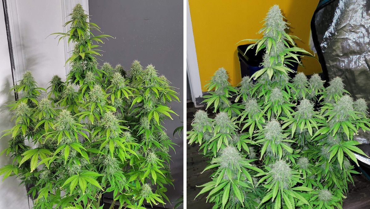 Mimosa Cake Auto cannabis strain: ripening and harvest | weeks 10-11 | a huge indoor weed plant with multiple branches and fat buds Mimosa Cake Auto cannabis strain: ripening and harvest | weeks 10-11 | a huge indoor weed plant with multiple branches and fat buds