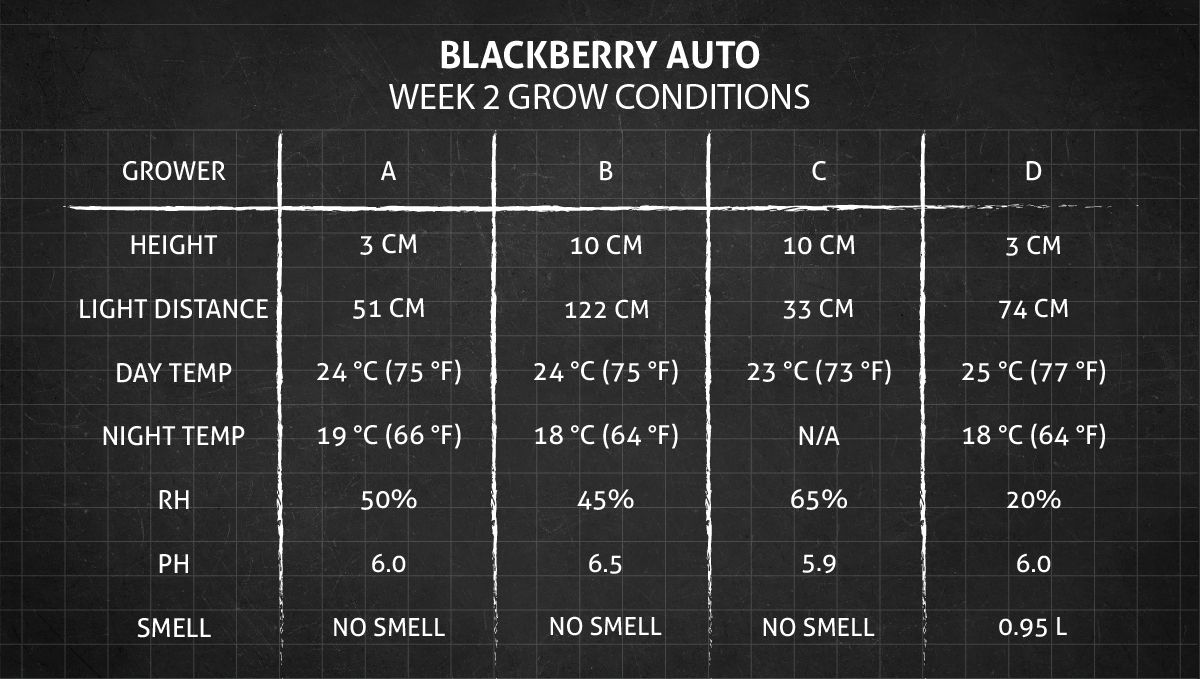 Blackberry Auto cannabis strain: week 2 grow conditions