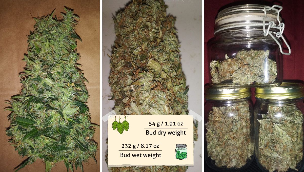 Critical Auto Cannabis Strain Week-by-Week Guide: Closeups of a big bud, first wet-trimmed and then dried and a shot of buds curing in glass jars