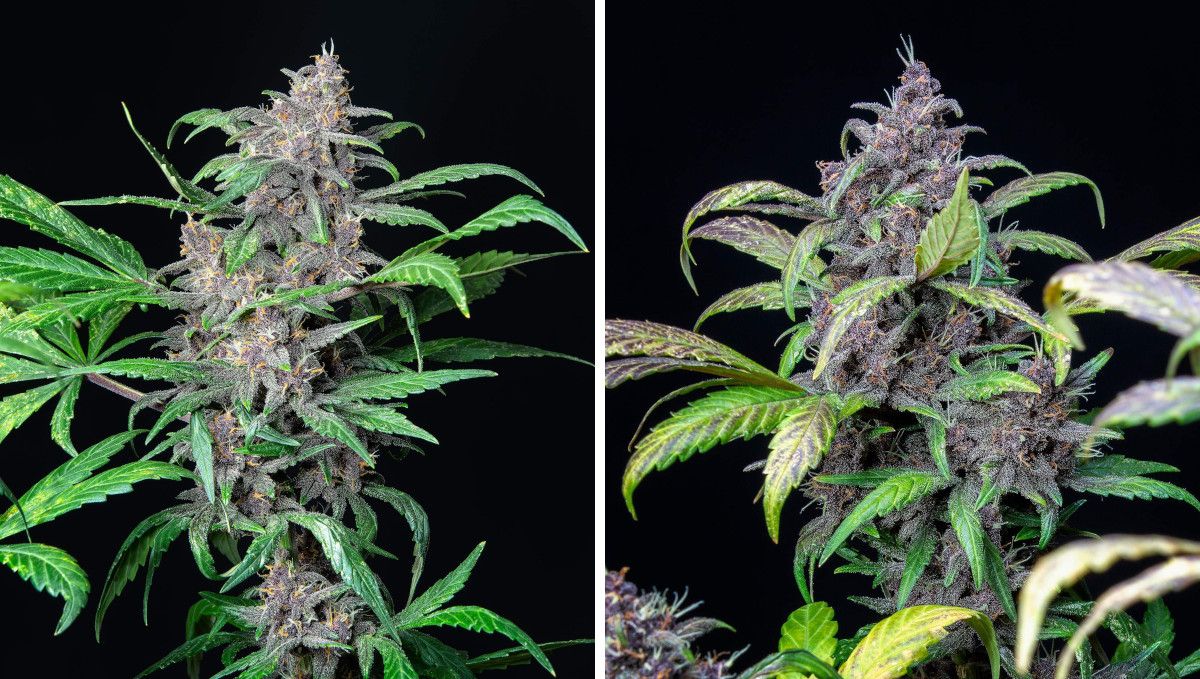Auto Blackberry Kush cannabis strain: ripening and harvest | weeks 10 | two shots of purple colas as the flowers mature and the leaves fade