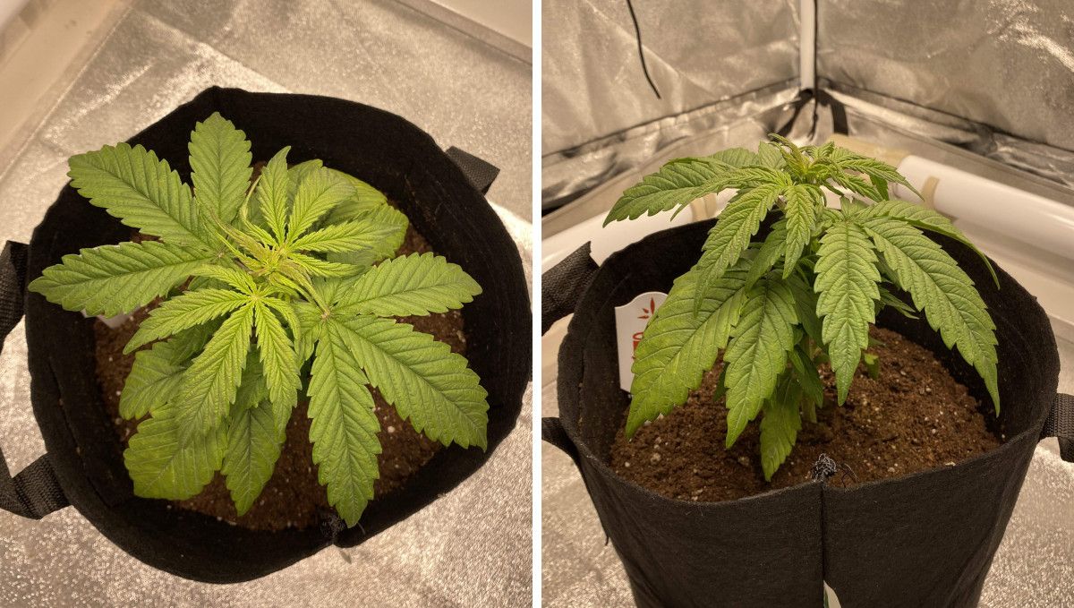 Critical Kush Auto cannabis strain: mid veg | weeks 3-4 | the top and side view of a young plant with big and broad leaves and minimal branching