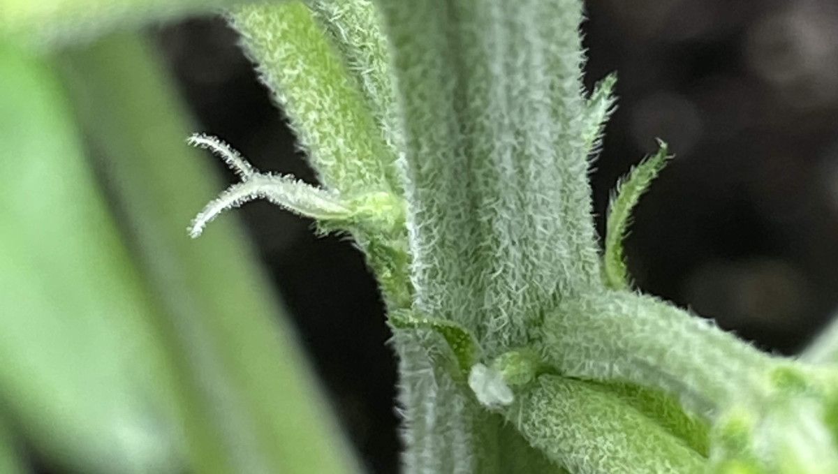 Cherry Cola Auto cannabis strain: transition (pre-flower) | week 5 | first pistils