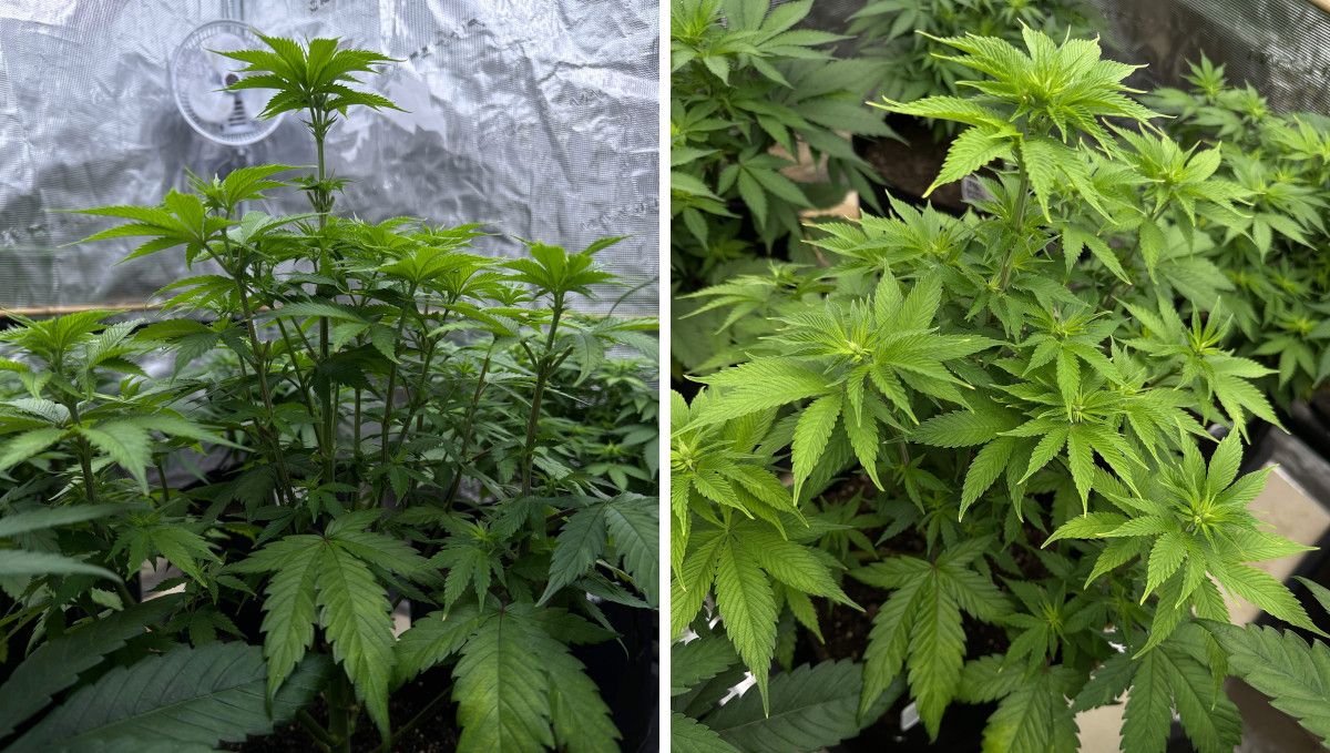 Purple Lemonade FF cannabis strain: transition (pre-flower) | week 7 | stretching and showing the first flowers Purple Lemonade FF cannabis strain: transition (pre-flower) | week 7 | stretching and showing the first flowers