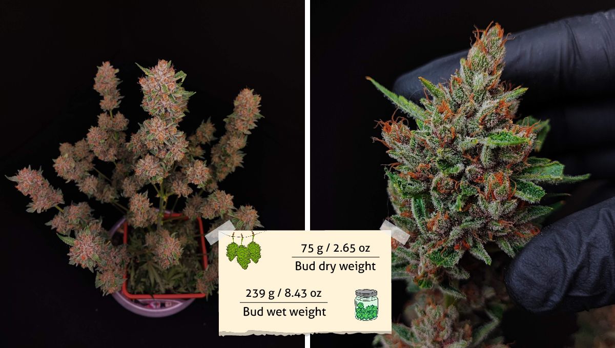 Tropicana Cookies Auto cannabis strain outcome: a marijuana plant after a pre-harvest trim and a gloved hand holding one of its buds Tropicana Cookies Auto cannabis strain outcome: a marijuana plant after a pre-harvest trim and a gloved hand holding one of its buds