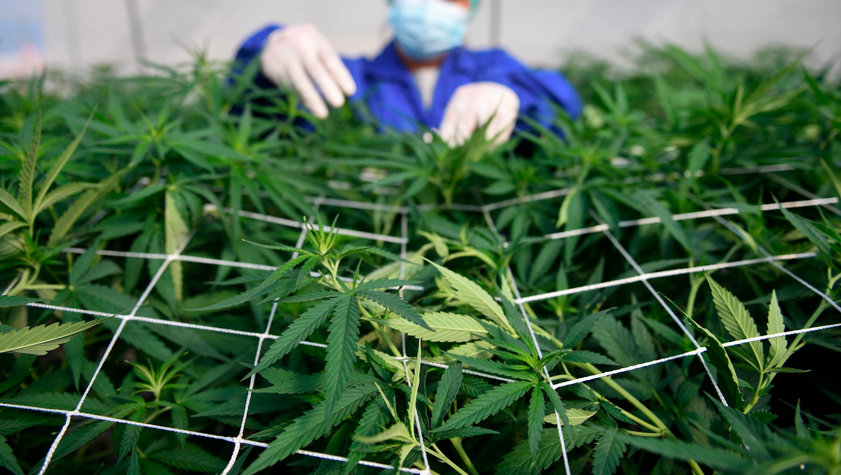 Weed in japan: industrial hemp Weed in japan: industrial hemp