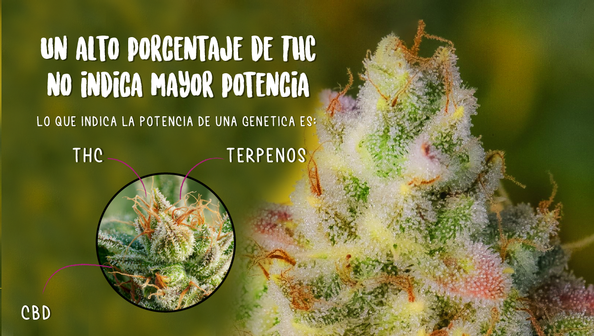 Are autos potent?: what determines potency? Are autos potent?: what determines potency?