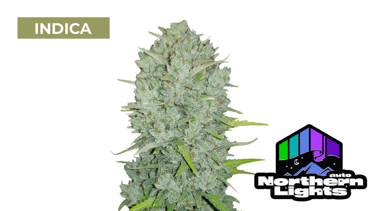 Auto Northern Lights