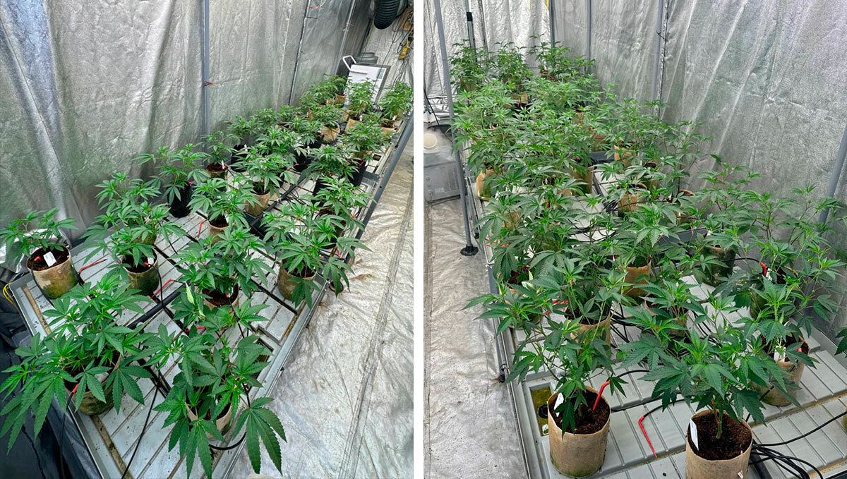Females spaced evenly