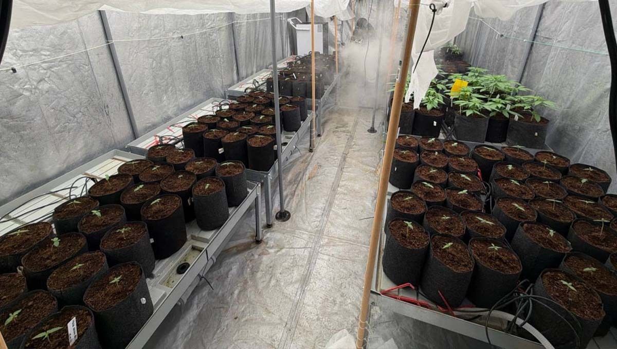 cov85.jpg Planting Mother plants