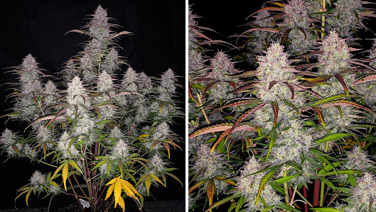 Top 5 der besten autoflowering Sorten für Konzentration: Green Crack Auto