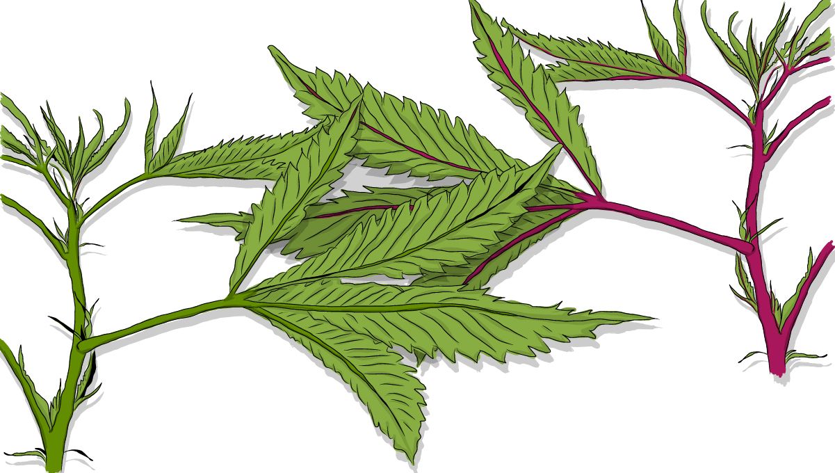 Red stems on cannabis plants: how they look