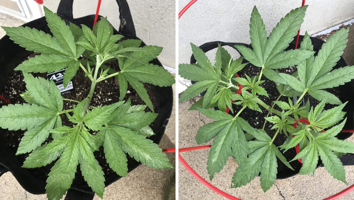 Gorilla Cookies FF cannabis strain: mid veg | a topped plant with lateral branches spread out and tied down Gorilla Cookies FF cannabis strain: mid veg | a topped plant with lateral branches spread out and tied down