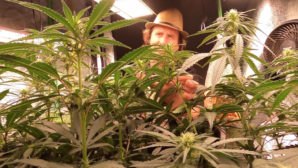 Grow Tour | Fast Buds visita el cultivo de Patrick en Hamburgo