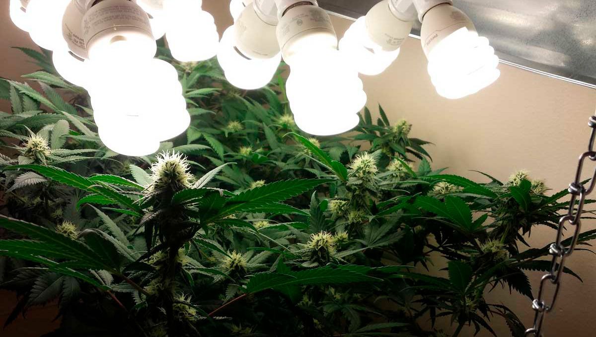 The best lighting for autoflower cannabis: CFLs