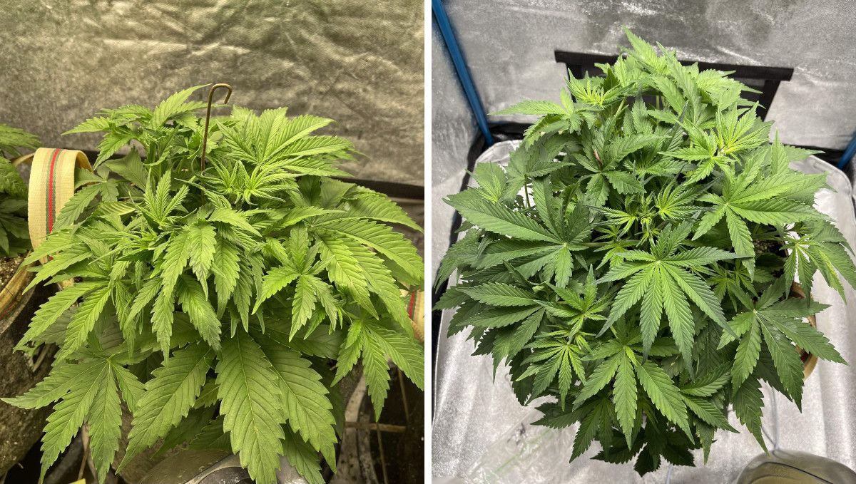 Amnesia Z Auto cannabis strain: mid veg | weeks 3-4 | the progress of a vegging indoor plant Amnesia Z Auto cannabis strain: mid veg | weeks 3-4 | the progress of a vegging indoor plant