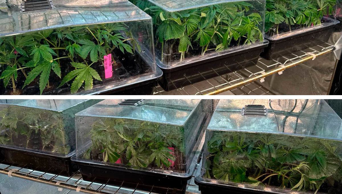 Clones after 8 days 