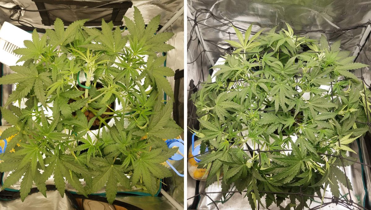 Pineapple Express Auto cannabis strain: transition (pre-flower) | week 5 | an indoor autoflower LSTd and defoliated Pineapple Express Auto cannabis strain: transition (pre-flower) | week 5 | an indoor autoflower LSTd and defoliated