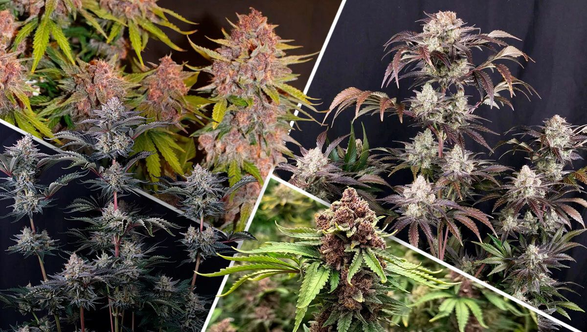183_2.jpg best indica strains