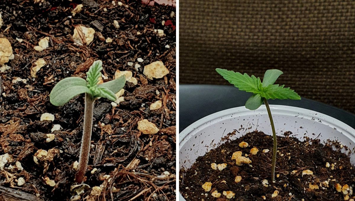 Cherry Cola Auto cannabis strain: germination and seedling stage | week 1 | just the right amount of stretch
