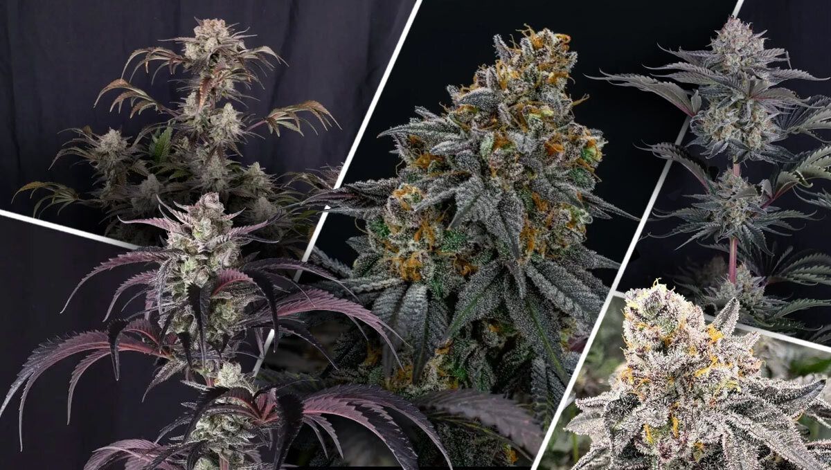 What Makes A Great High THC Strain? What Makes A Great High THC Strain?