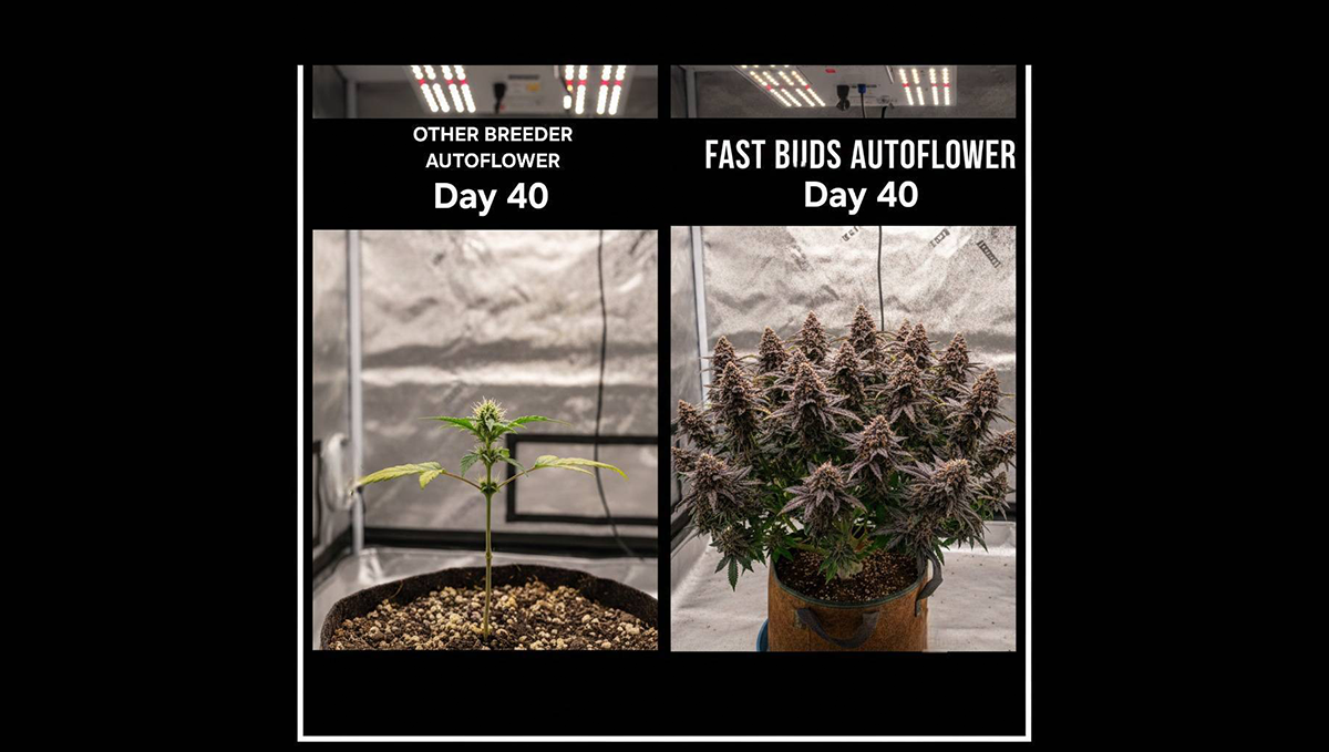 A humorous meme about obeying traffic signs for cannabis growers.