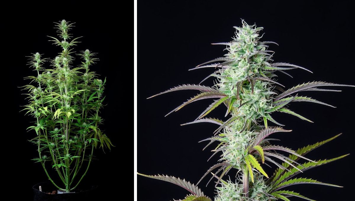 Mimosa Cake Auto cannabis strain: early flower | weeks 6-7 | a weed plant with long stretchy branches and a closeup of its maturing bud Mimosa Cake Auto cannabis strain: early flower | weeks 6-7 | a weed plant with long stretchy branches and a closeup of its maturing bud