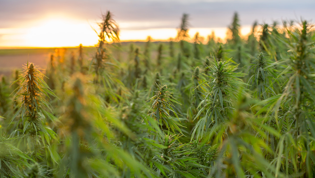 Types of Сannabis - The Different Kinds Of Weed: A field of hemp at sunrise