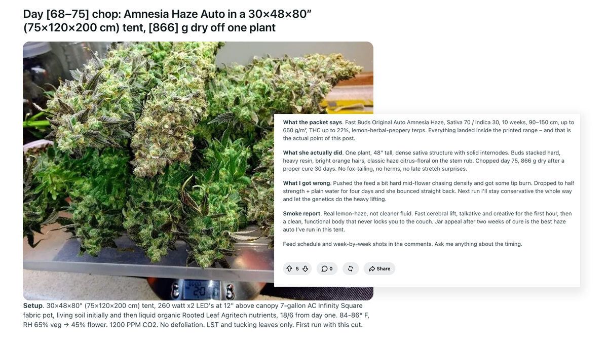 376.jpg Amnesia Haze Auto