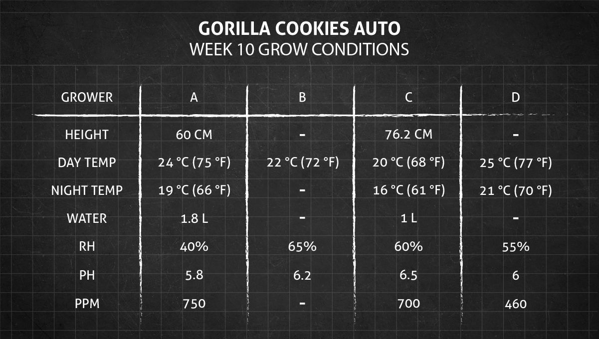 Gorilla Cookies Auto Cannabis Strain Week-by-Week Guide: Week 10 Grow Conditions