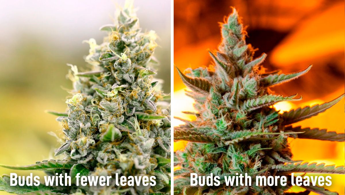 Regulate cannabis growth with crop steering: plant growth balance