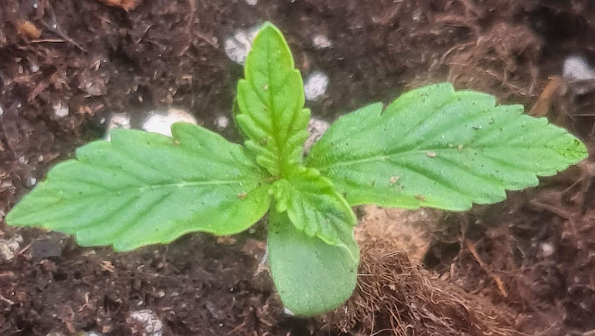 Frosted Guava Auto cannabis strain: germination and seedling stage | week 1 | at around 7 days