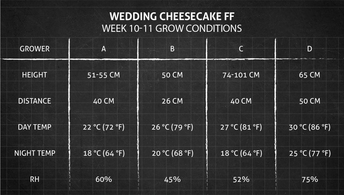 Wedding Cheesecake FF cannabis strain: weeks 10-11 grow conditions Wedding Cheesecake FF cannabis strain: weeks 10-11 grow conditions