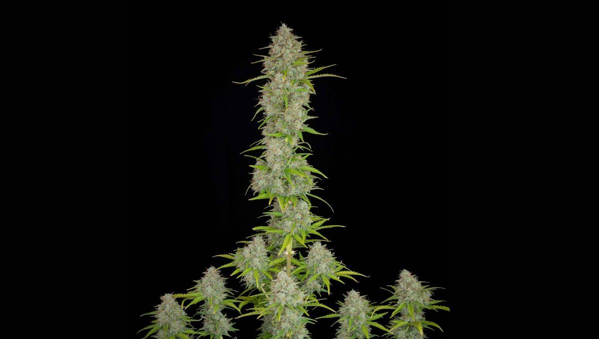 Bild-Alt-Text: Top 5 der besten Autoflower-Sorten für Sex: Orange Sherbet Auto von Fast Buds