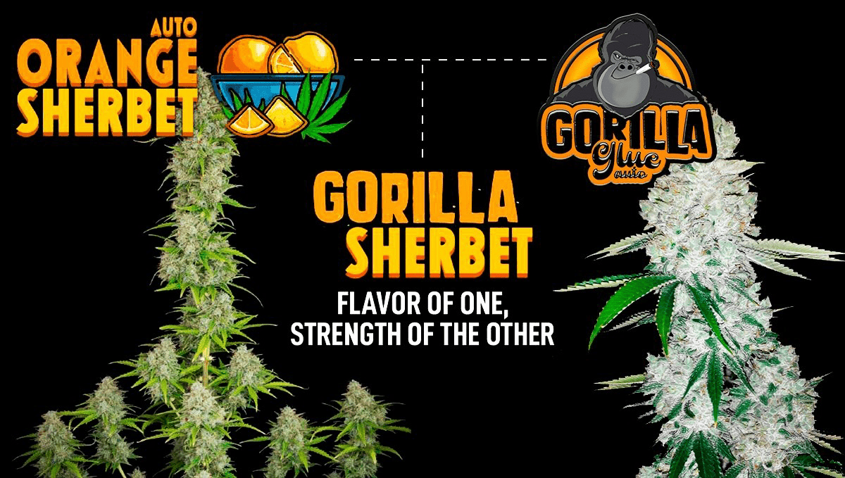 Fast Buds launches new Fast Flowering line: Fast Buds launches new Fast Flowering line: