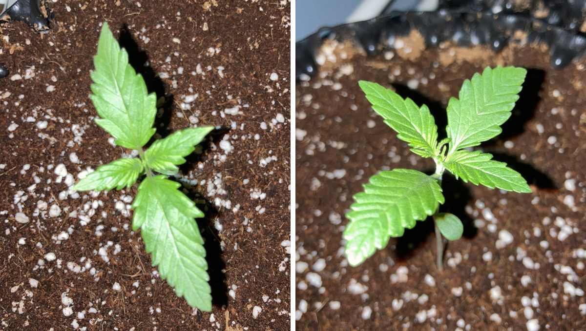 Auto Blackberry Kush cannabis strain: germination and seedling stage | week 1 | two healthy seedlings around day 7 or 9