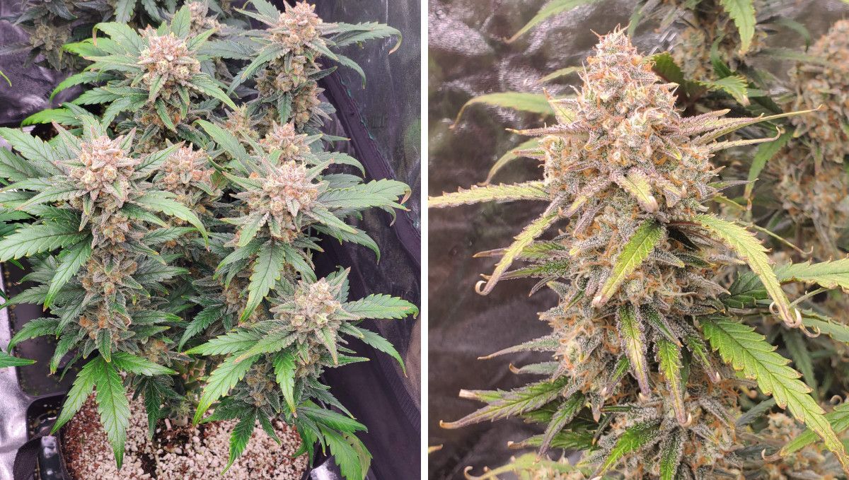 Super Lemon Haze Auto cannabis strain: mid flower (bulk phase) | weeks 8-9 | a small indoor marijuana plant nearing maturity and a close shot of one of its frosty colas Super Lemon Haze Auto cannabis strain: mid flower (bulk phase) | weeks 8-9 | a small indoor marijuana plant nearing maturity and a close shot of one of its frosty colas