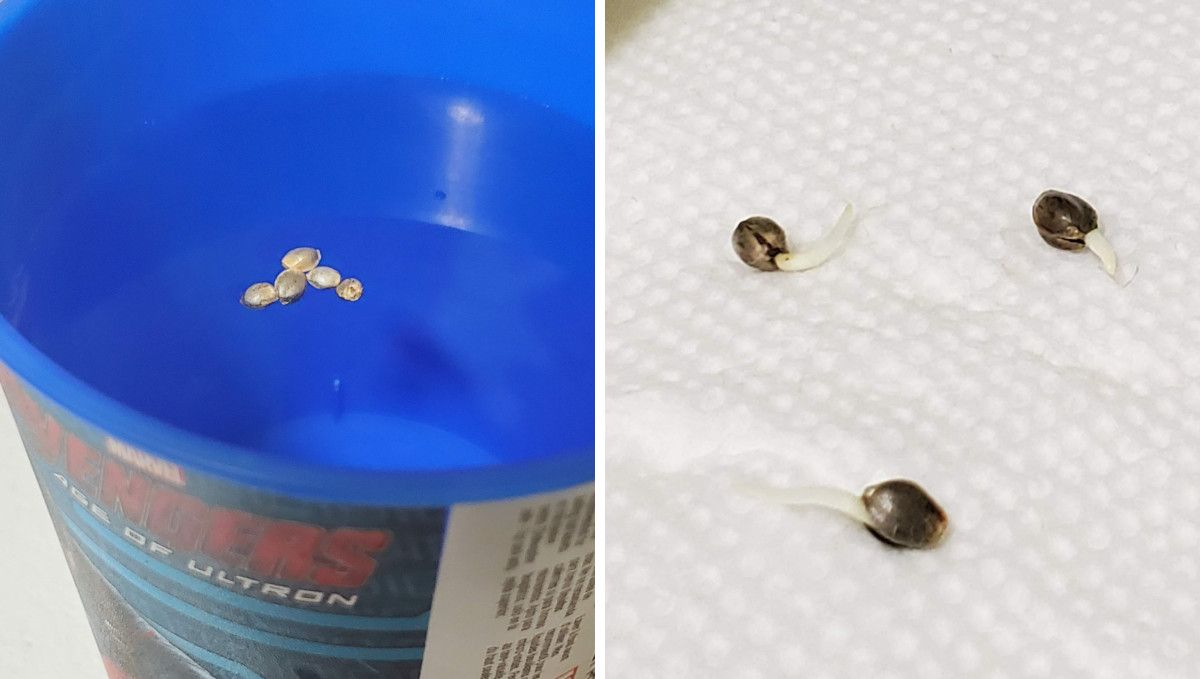 Super Lemon Haze Auto cannabis strain: germination and seedling stage | week 1 | five cannabis seeds floating on the surface of water and three seeds with their taproots showing lying on a wet paper towel Super Lemon Haze Auto cannabis strain: germination and seedling stage | week 1 | five cannabis seeds floating on the surface of water and three seeds with their taproots showing lying on a wet paper towel