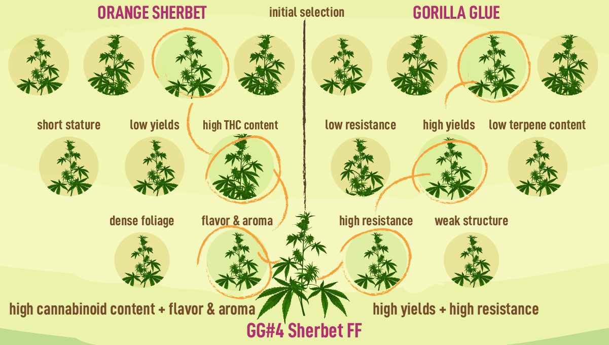 Fast Buds launches new Fast Flowering line: What Makes an FF Strain an Actual Fast Flowering Strain? Fast Buds lança a nova linha Fast Flowering: O que faz de uma linhagem FF uma linhagem real de floração rápida?