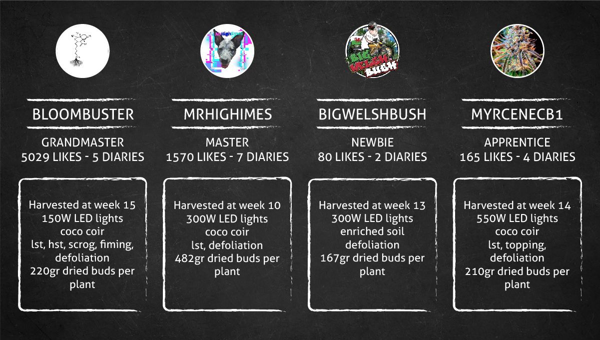 Gorilla Cookies Auto Cannabis Strain Week-by-Week Guide: The Outcome