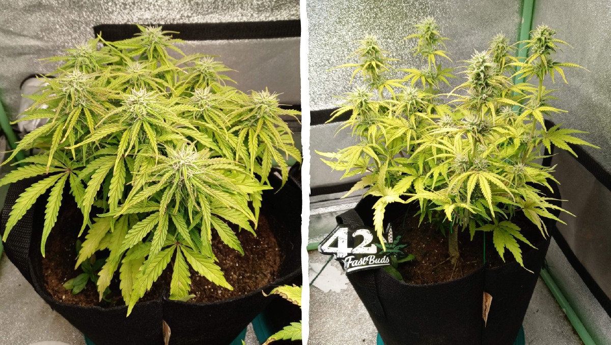 Cinderella auto week-by-week guide: flowering stage week 5 Cinderella auto week-by-week guide: flowering stage week 5