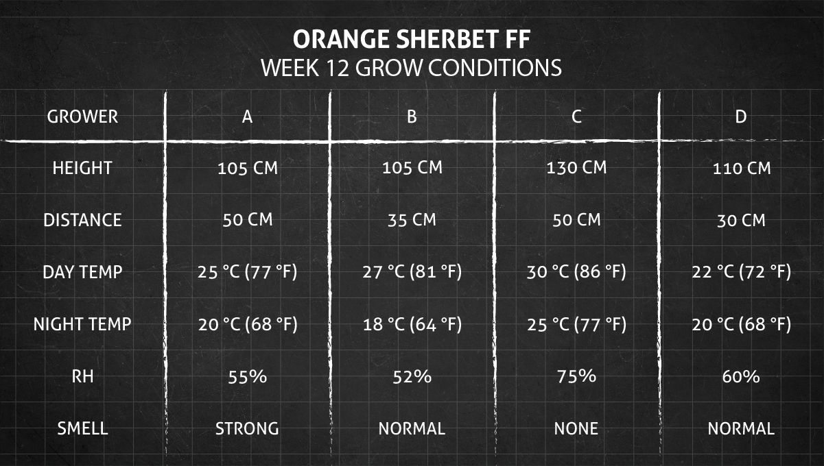 Orange Sherbet FF cannabis strain: week 12 grow conditions Orange Sherbet FF cannabis strain: week 12 grow conditions