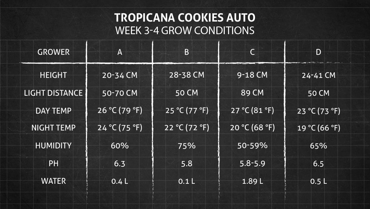 Tropicana Cookies Auto cannabis strain: weeks 3-4 grow conditions Tropicana Cookies Auto cannabis strain: weeks 3-4 grow conditions