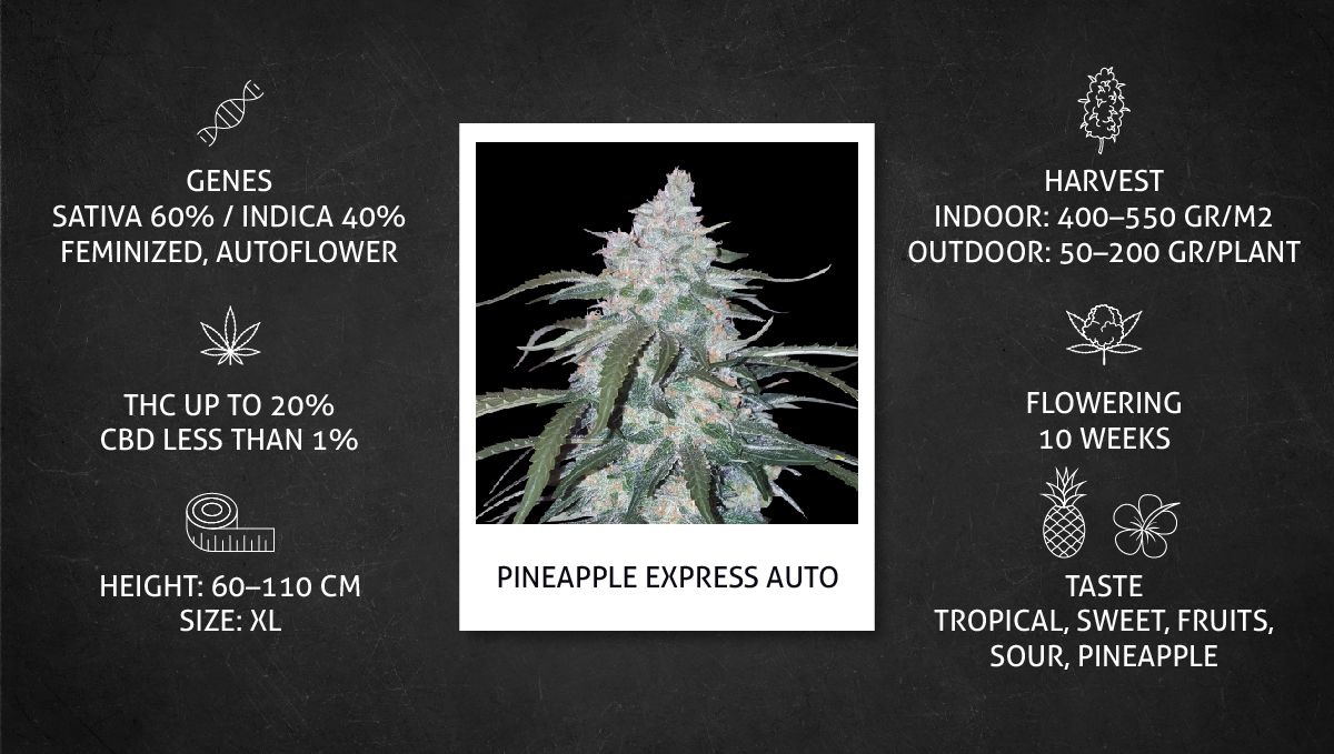 Pineapple Express Auto cannabis strain: datasheet Pineapple Express Auto cannabis strain: datasheet