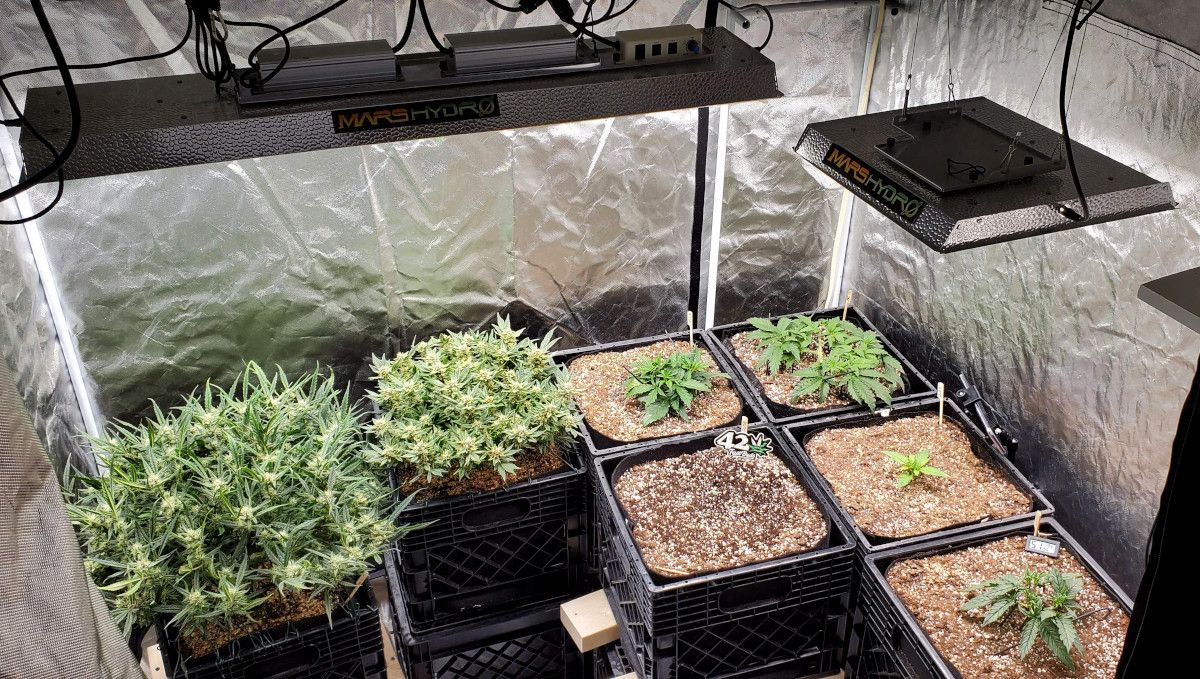 Purple Punch Auto Cannabis Strain Week-by-Week Guide: Marijuana plants at different stages of their life cycle growing under two Mars Hydro lights