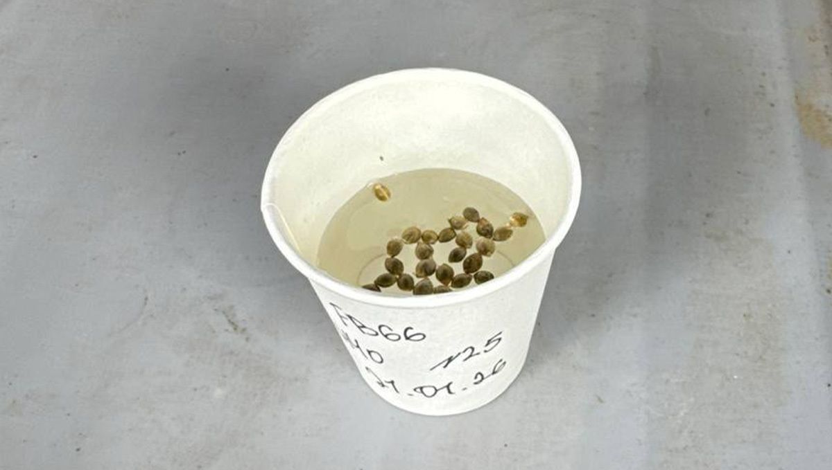 2.jpg The males seeds have been soaked