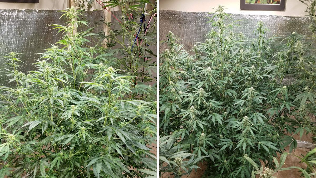 Green Crack Auto cannabis strain: early flower | weeks 6-7 | tall and branchy autoflowers