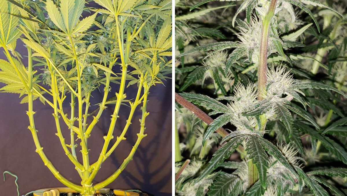 Strawberry Pie Auto Cannabis Strain Week-by-Week Guide: A heavily defoliated and lollipopped budding weed plant Strawberry Pie Auto Cannabis Strain Week-by-Week Guide: A heavily defoliated and lollipopped budding weed plant