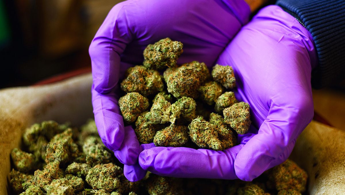 How Much is a Half Ounce of Weed? The Complete Weed Price Breakdown: A person's hands in medical gloves holding a handful of dry, beautifully trimmed buds