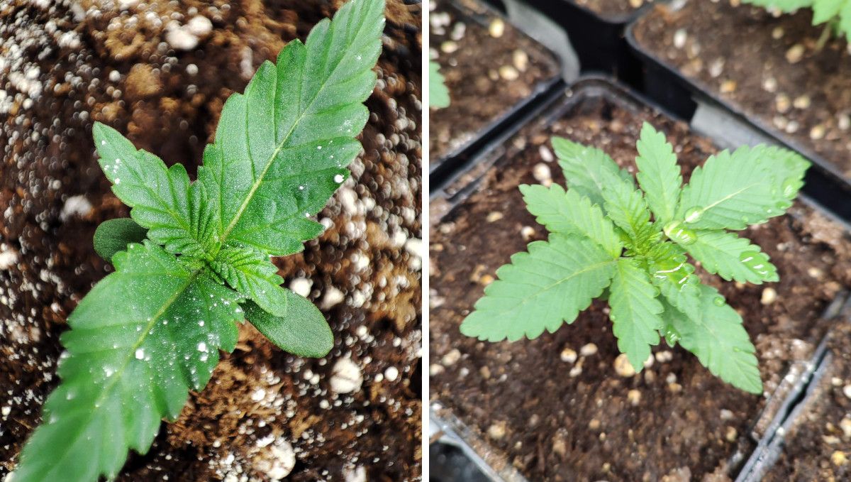 Orange Sherbet FF cannabis strain: early veg | week 2 | progress through the second week Orange Sherbet FF cannabis strain: early veg | week 2 | progress through the second week