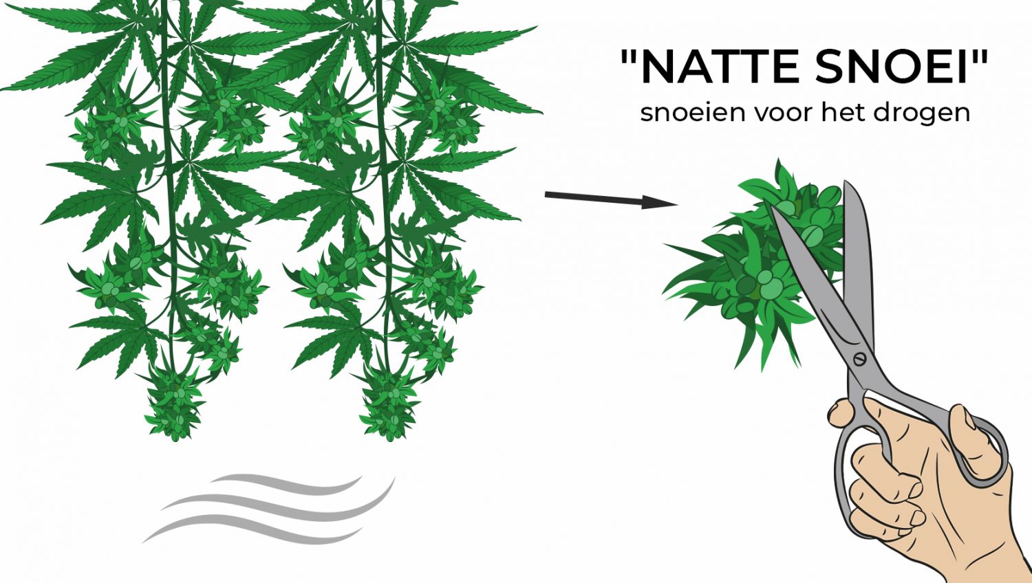 De beste omstandigheden voor je droogkamer en hoe je cannabis kunt drogen: Droog snoeien De beste omstandigheden voor je droogkamer en hoe je cannabis kunt drogen: Droog snoeien